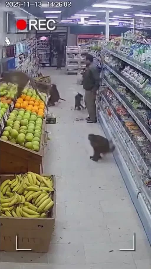 CCTV Monkey